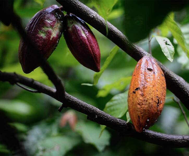 Cacao provenită din surse sustenabile