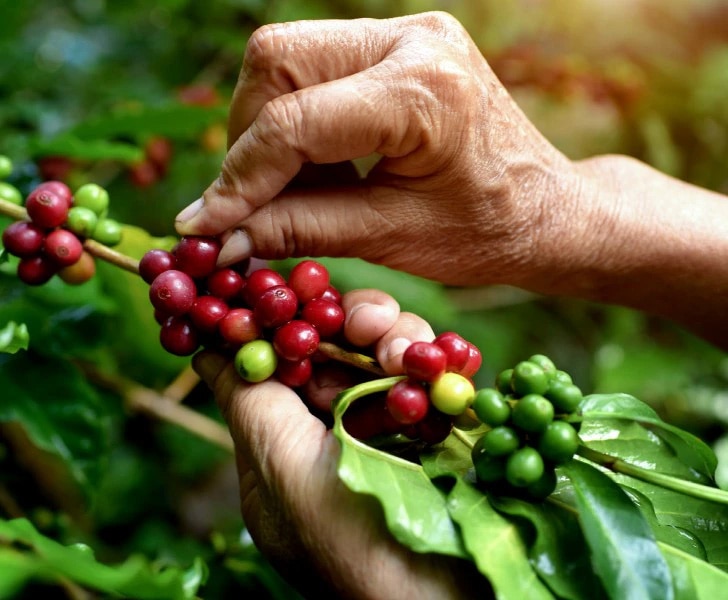 Cafea 100% cultivată în mod responsabil