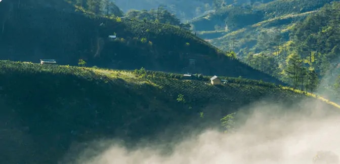 Plantațiile Nescafé Dolce Gusto din Vietnam